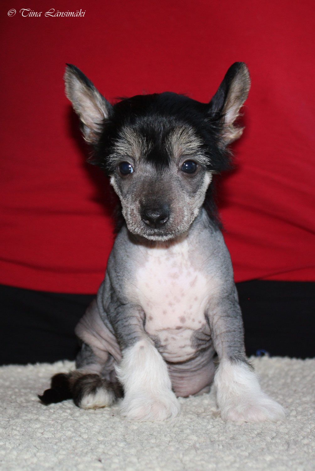 Xtra Bold Black Jack Rebellion