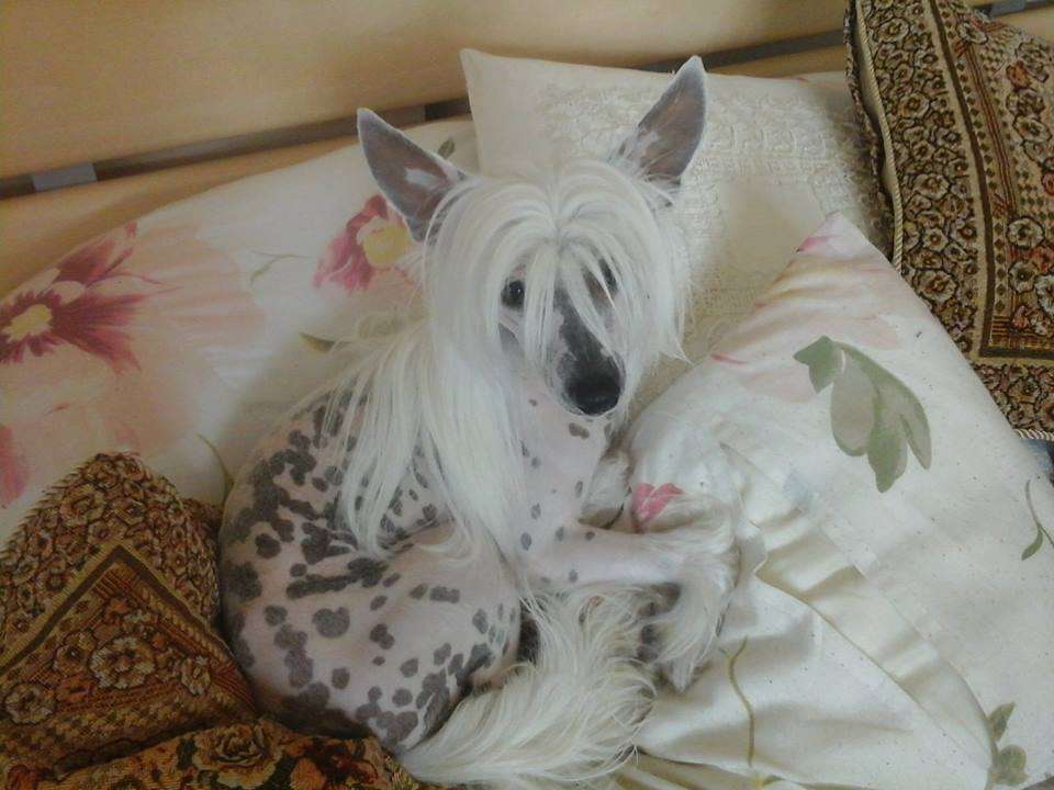 Geisha Little Sweetie