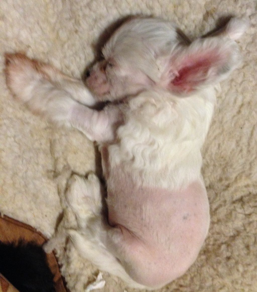 Saratoginja Bon Jovi