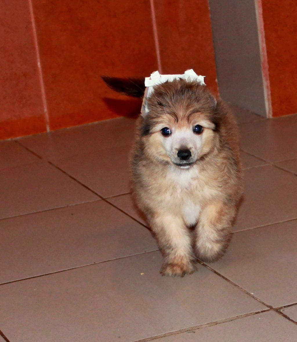 Boran Molosos Gratzi