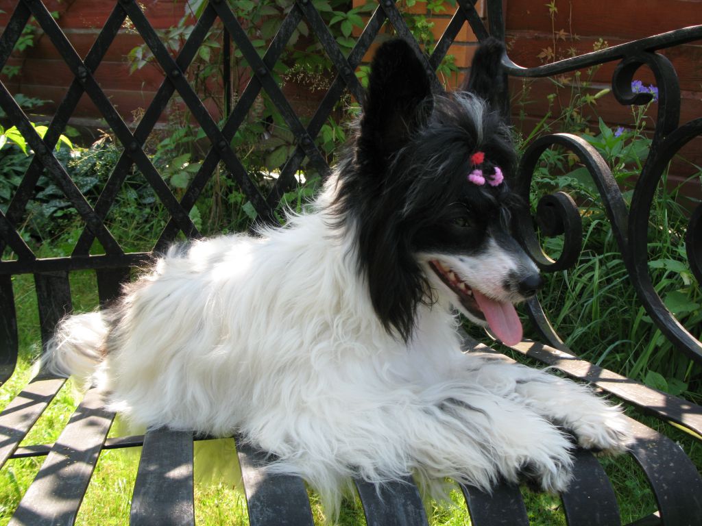 Bella Konstanta Tiffany