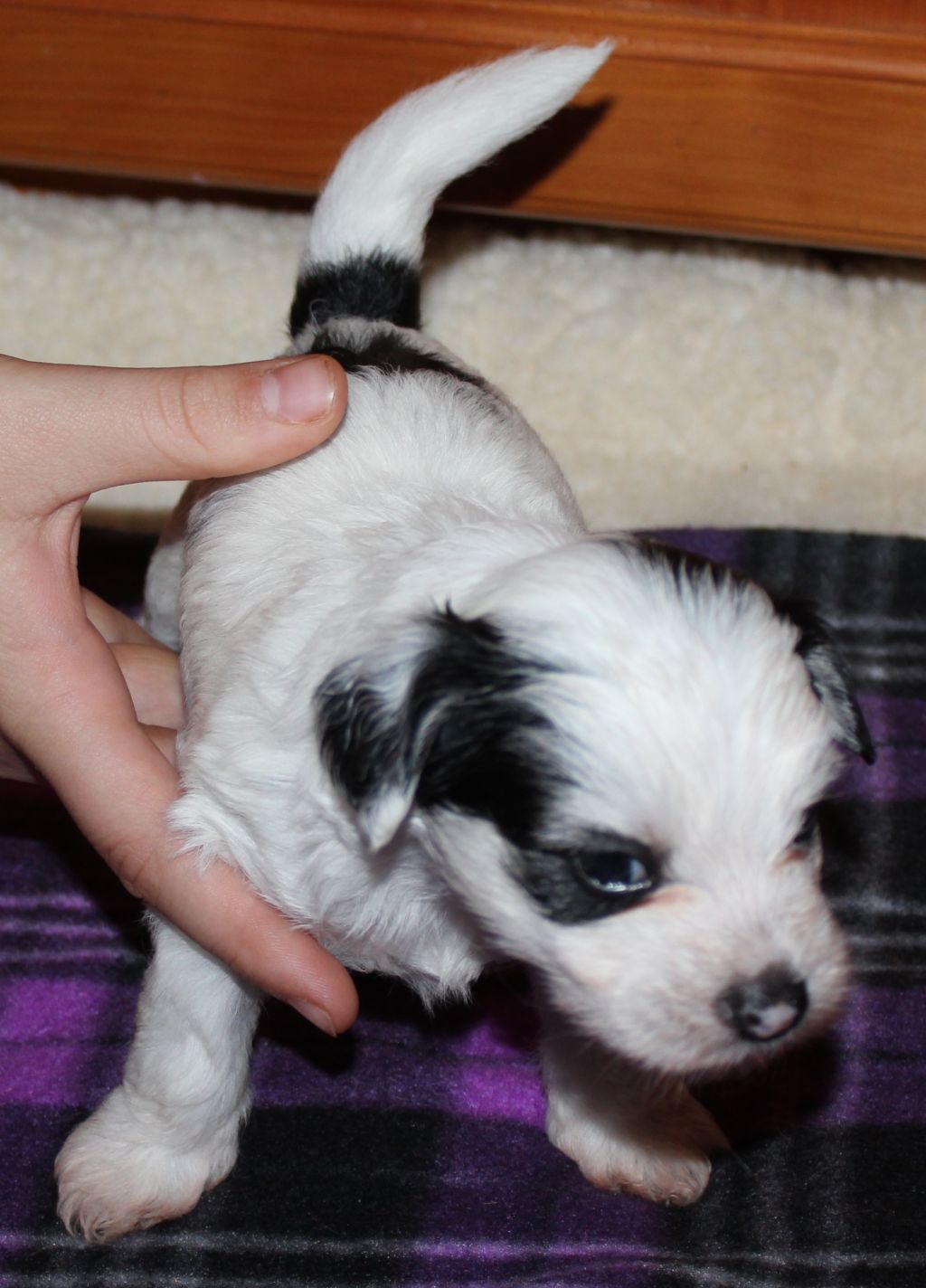 Saratoginja Cloud Nine