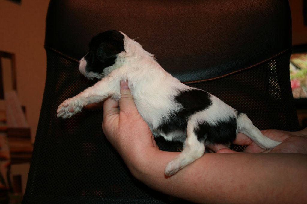 Galateya Snezhnaya Koroleva