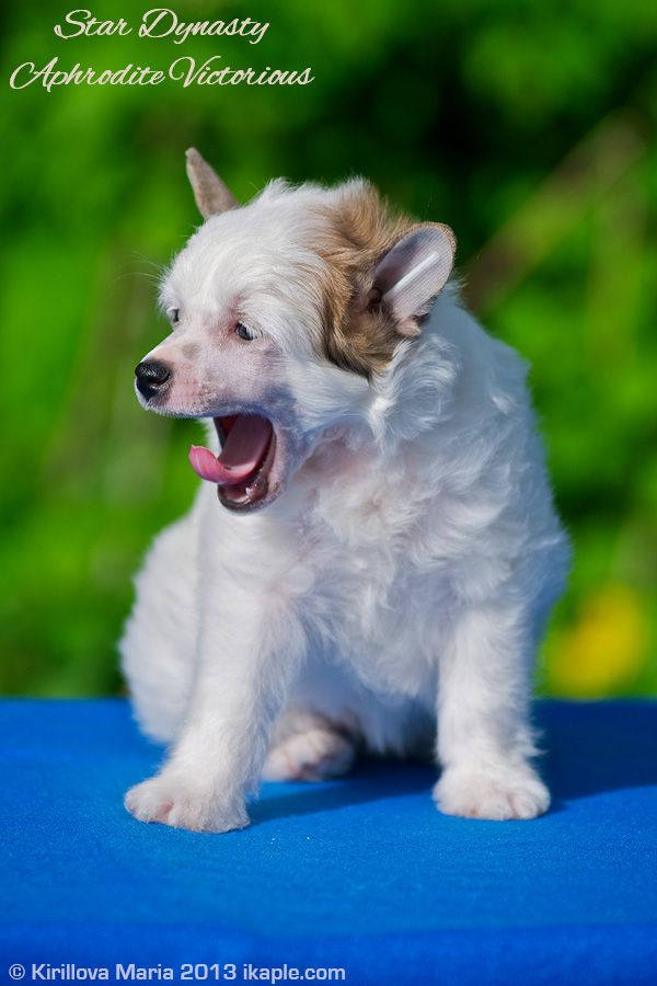 Star Dynasty Aphrodite Victorious