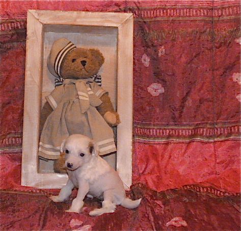 Taï Mandchou's Icarius Line