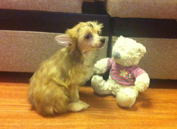 Apriori Vip Kottentail