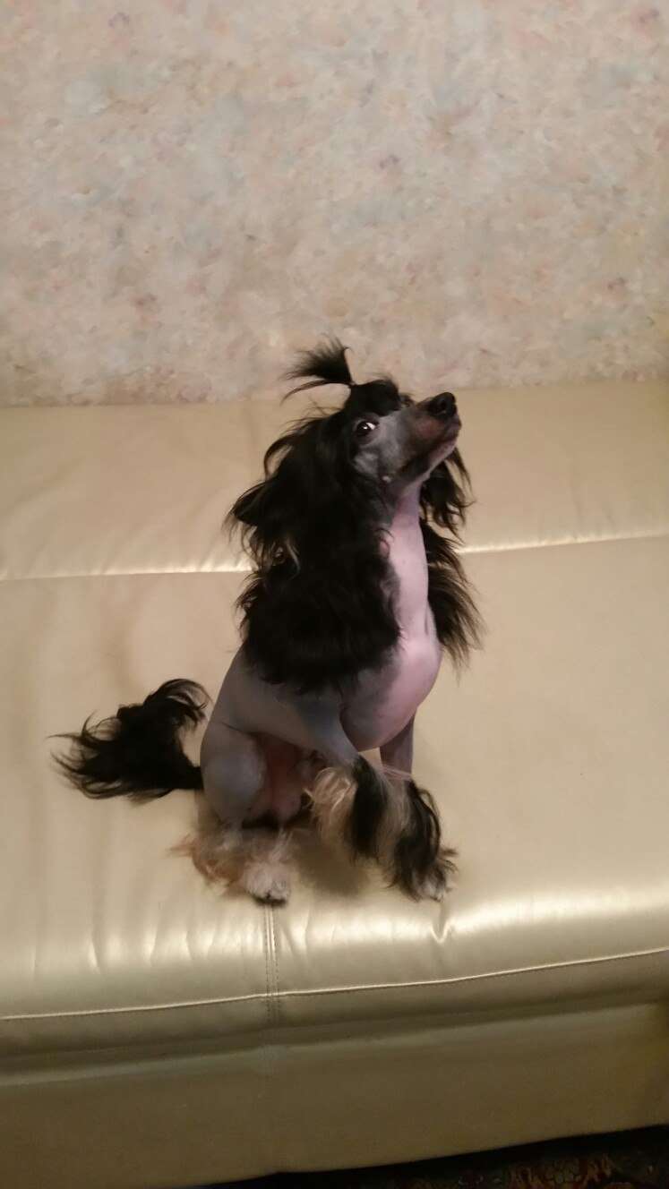 Bella Konstanta Talented Boy