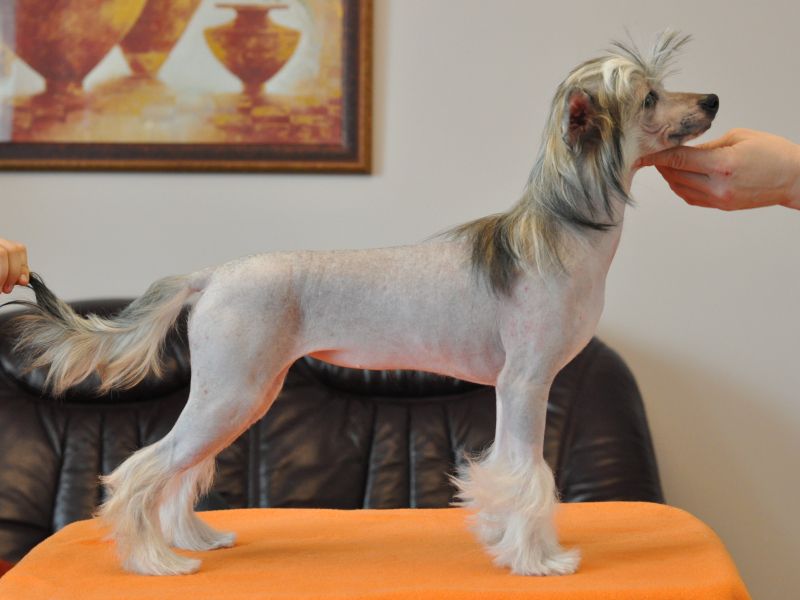 Zholesk Sheridan's Original