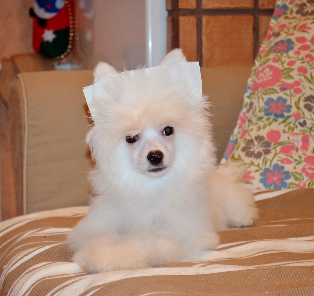 Etno Spirit Delicious