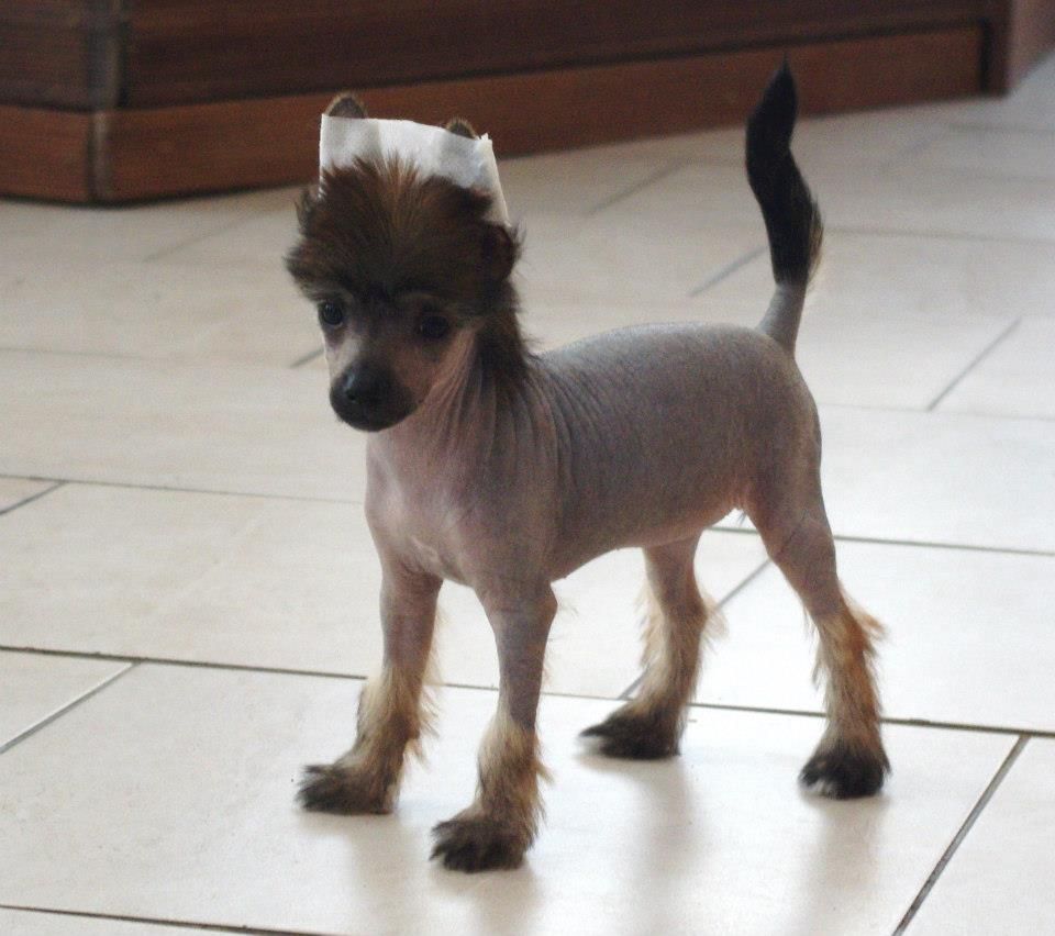 izy des gardiens des elfes