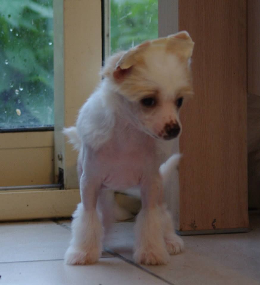 intense des gardiens des elfes