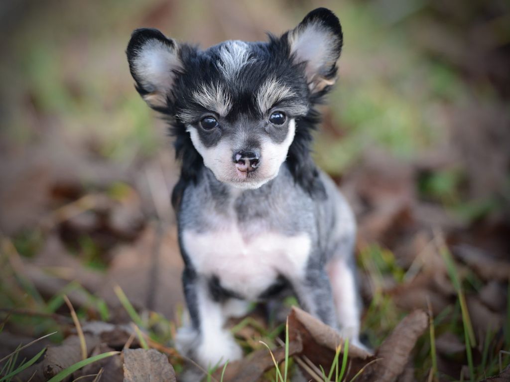 Sunstreaker Off The Charts