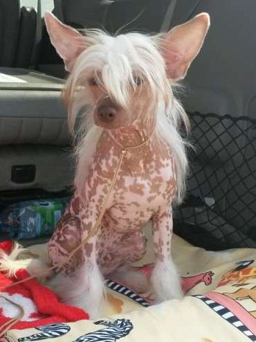 Fantazy Night A Star Uxan-Han