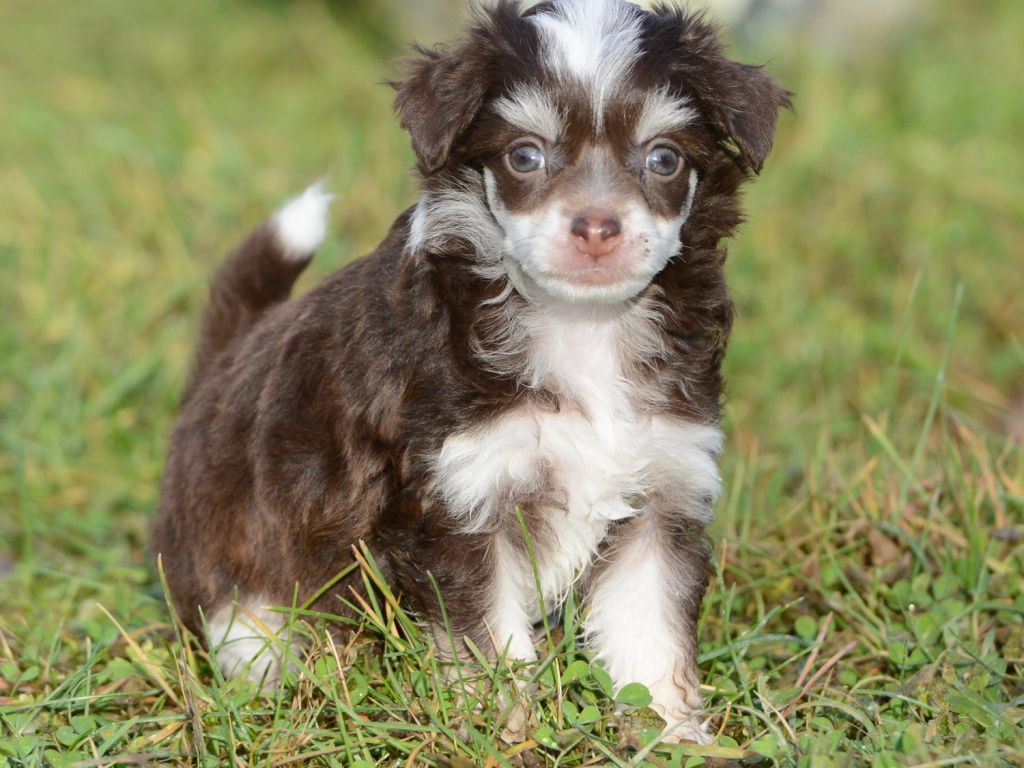 Sunstreaker Oliver Twist