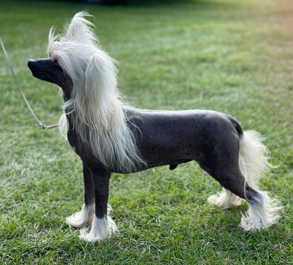 CH Just Kidding Of Angel's Legacy At Casacavallo J