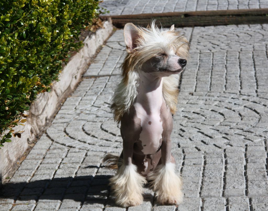 Jazz Me Up of Angel's Legacy