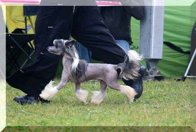 Fundoklia-völgyi Kaszanics Samson