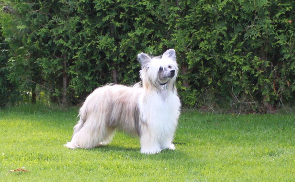 Artic Flyer's Hunting The Light