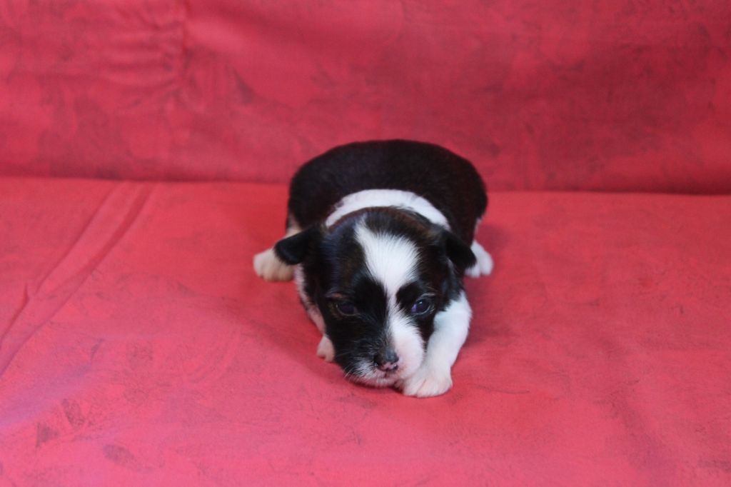 Vojazh Zhemchug Taiti