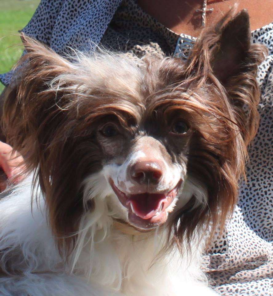 Valencia Priz Timurlana Super Allegro