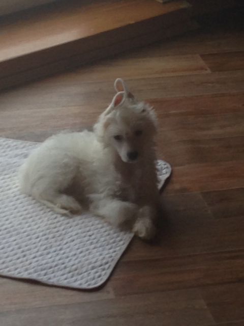 Bella Konstanta Fletcher