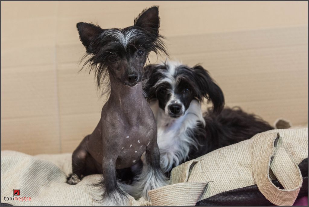 Pepita Pulgarcita de Vernissa Kennel