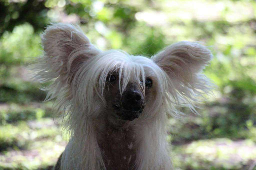 Bella Constanta Fenics