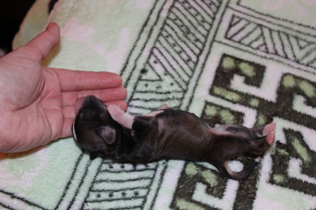 Bella Konstanta Fiesta