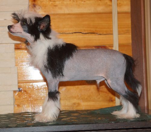 Charuyuschiy Soblazn Tango Top Sharm