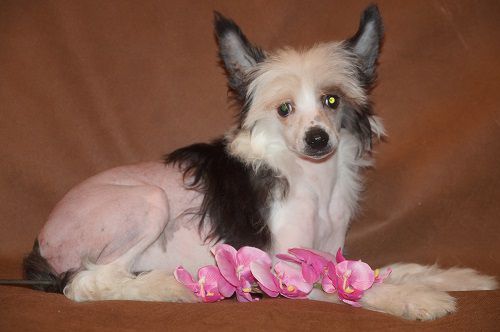 Charuyuschiy Soblazn Tiana Glinn