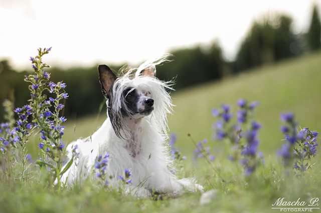 Avelino von Panaluna