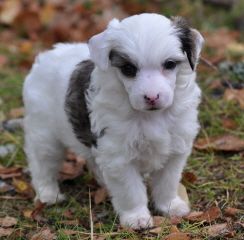 Dogtrix Kramgoa Kornelia