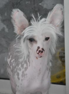 Dogtrix Kluriga Klas