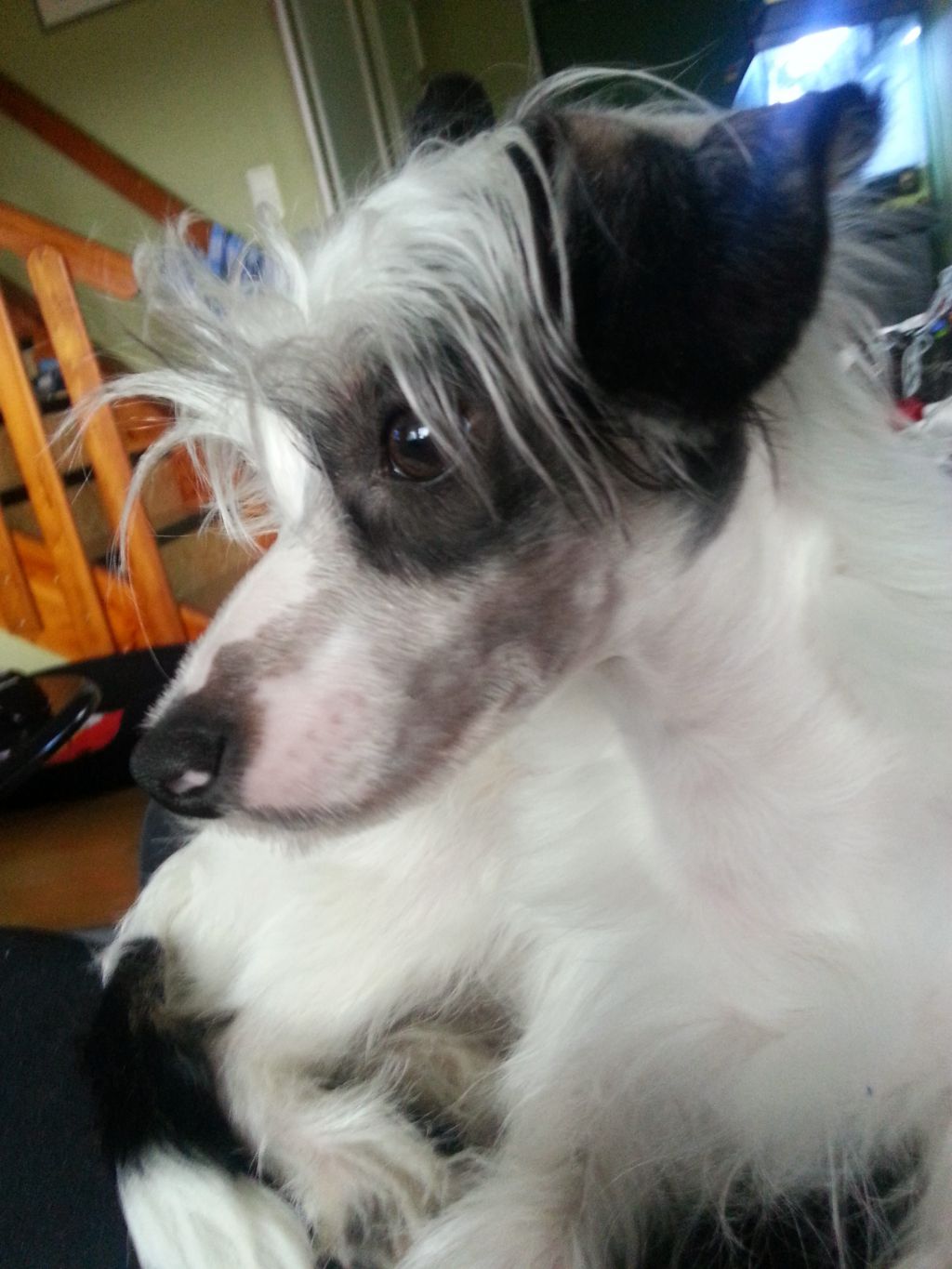 Dogtrix Kloka Konrad