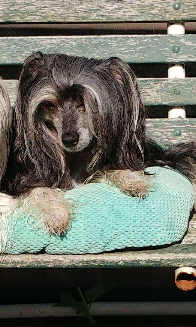 Valour in the Night Namah Devil Dog