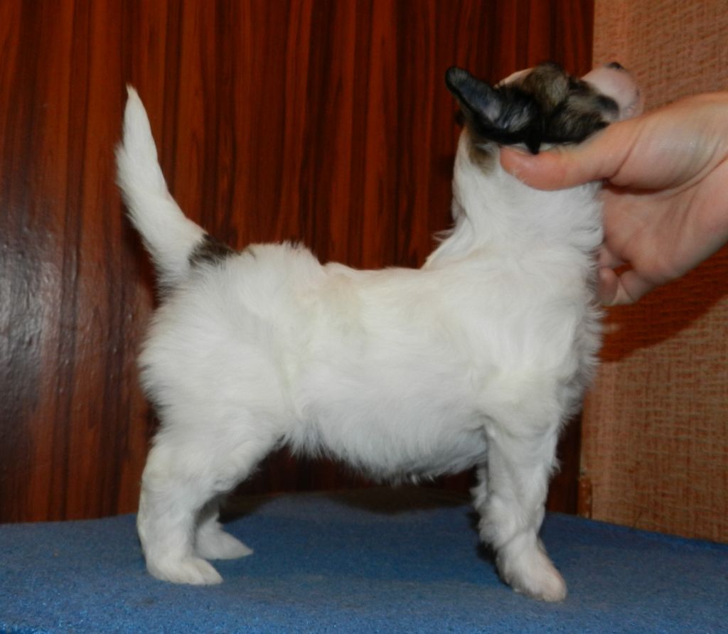 Mirinda iz Sozvezdiya Khana