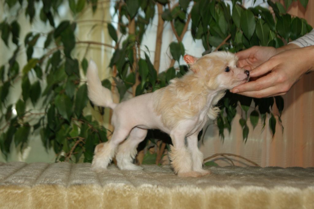 Alwine Beautiful Dogs