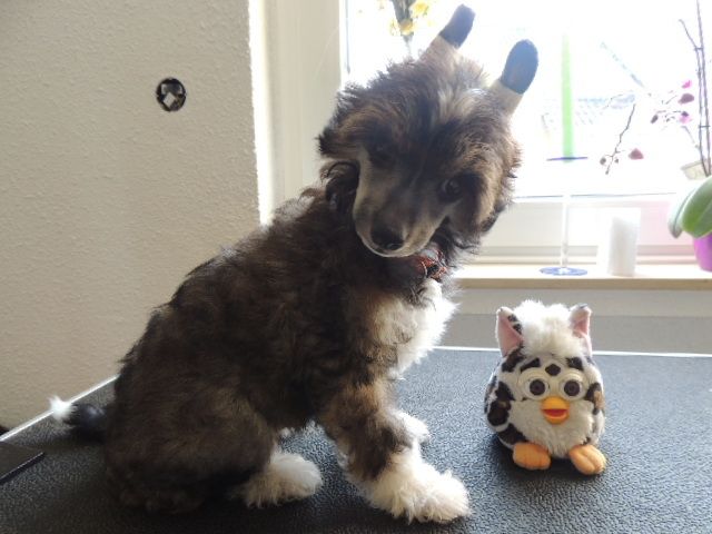 Indigo-Agent Chinesishe Engel