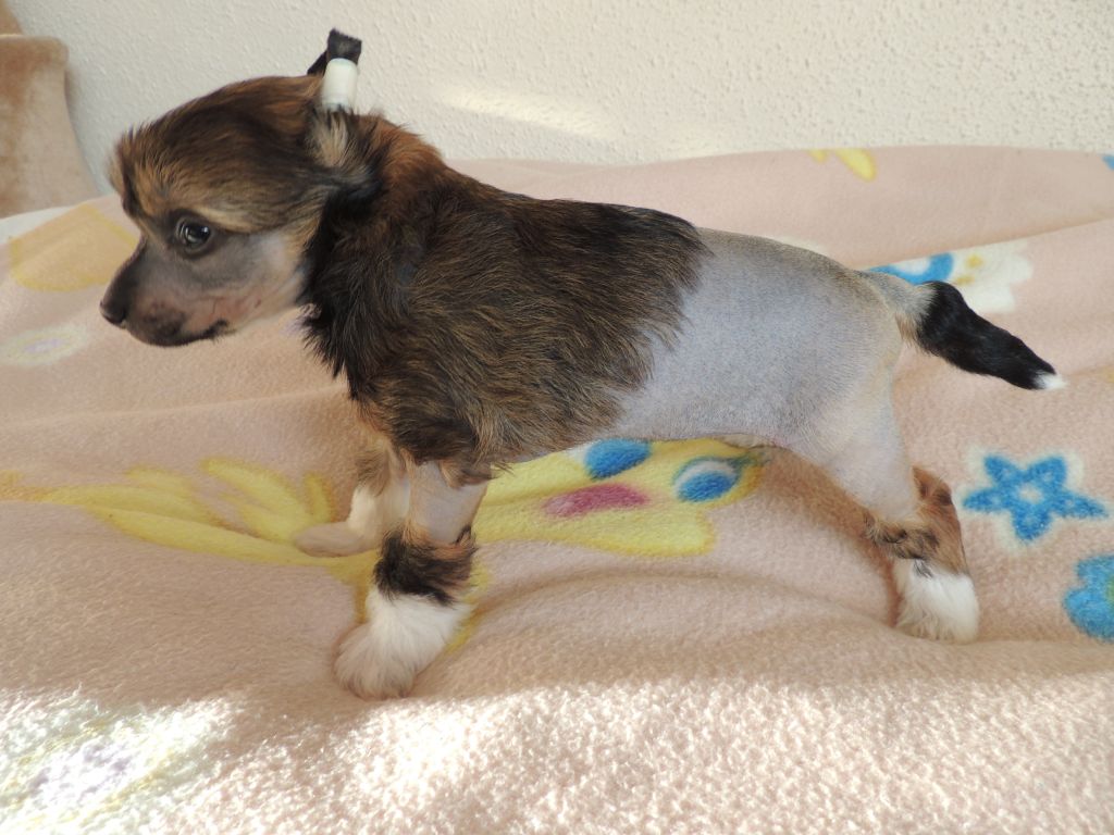 Irena-Lita Chinesische Engel