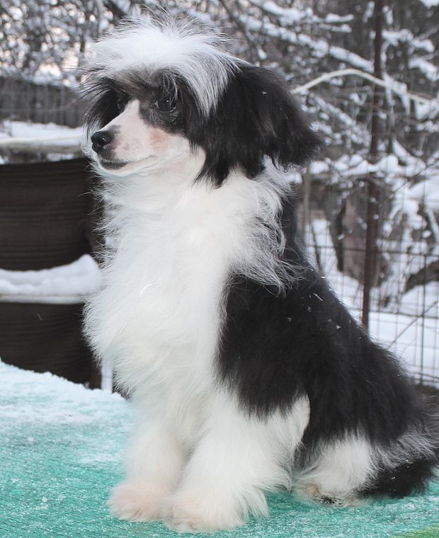 Angel O' Check  Omega