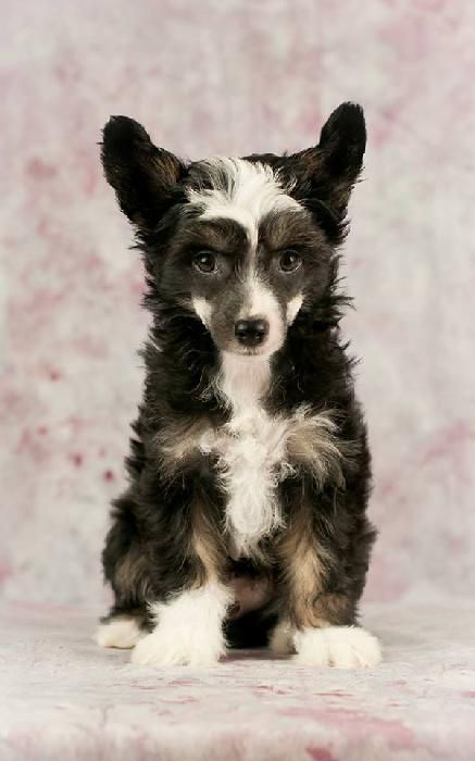 Anschel Kvet Orientu