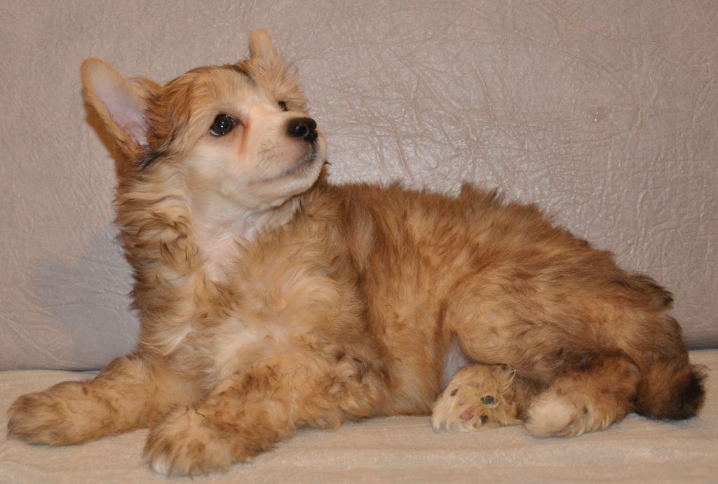 SHarmel' Zolotoe Oblako