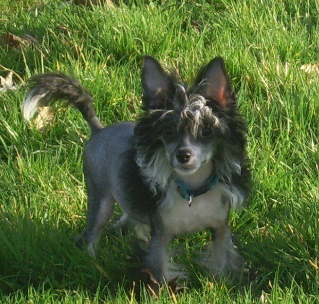 Excellence Gintaro Magija