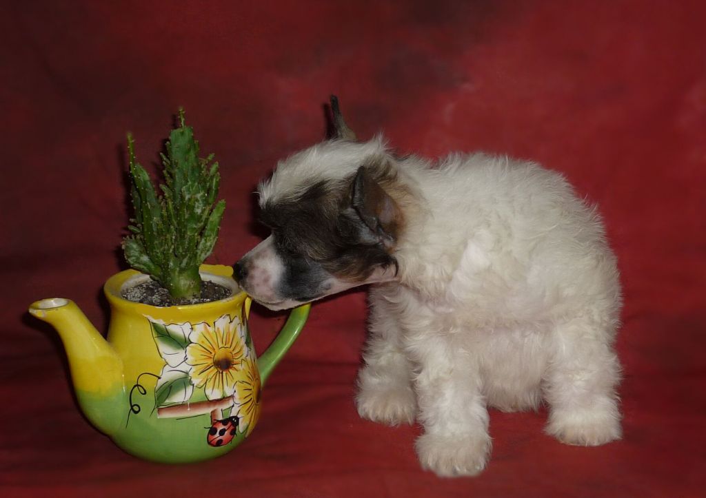 Legion of Dream Ned Rudis