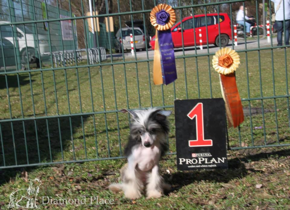 Eastwood Gintaro Magija