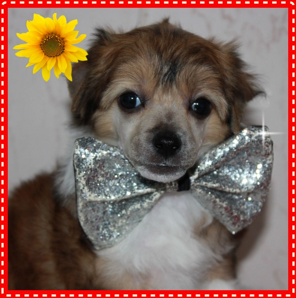 Bubble Bear From Midajh's Dream