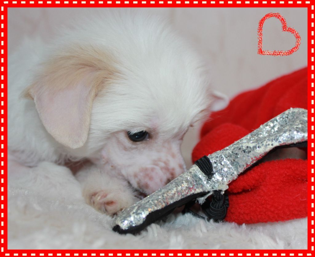 Butterfly blessings from Midajh's Dream