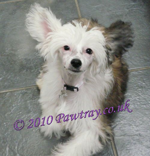 Jhanchi's Stone Cold Krazy For Canjoline