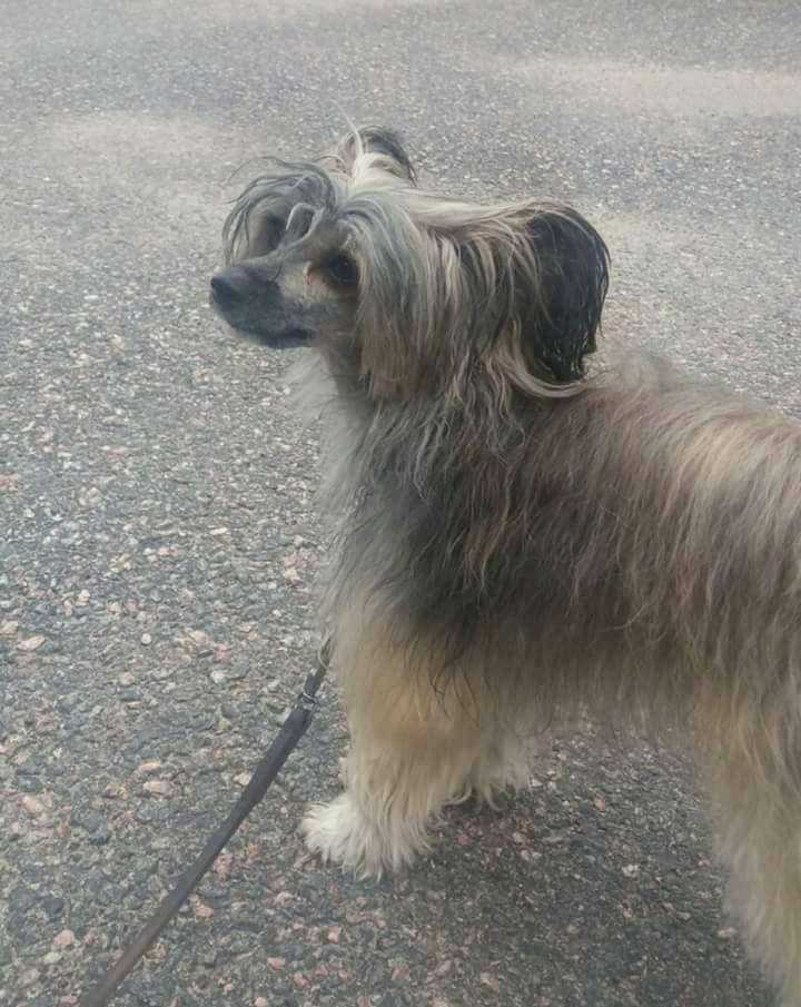 Dreamofmine Jesse James