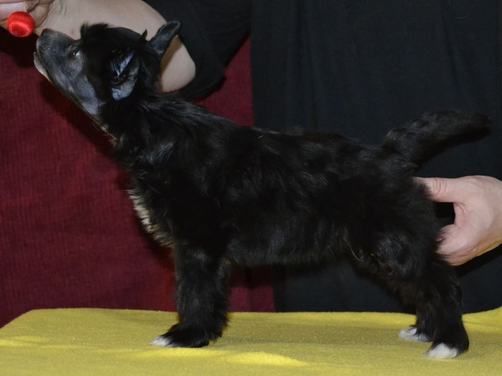 Dreamofmine Davy Crockett